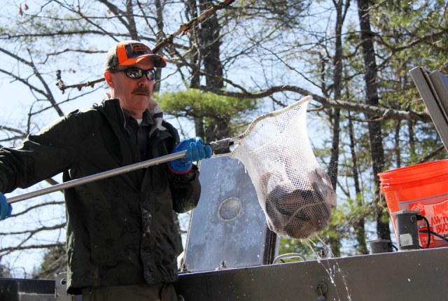 The Spring Brookies Arrive